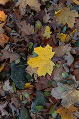 Close-up view of scattered autumn leaves on the ground, highlighting their intricate details and textures.