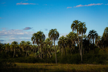 Palmeras en el Parque Nacional El Palmar Argentina