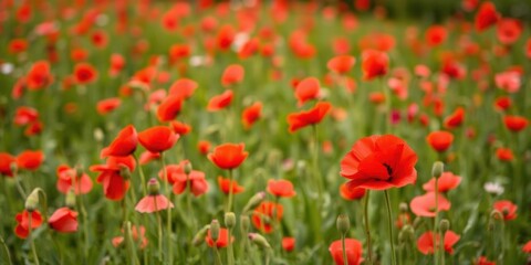 Obraz premium Vibrant red poppies blooming in field for Memorial Day remembrance, remembrance, honor