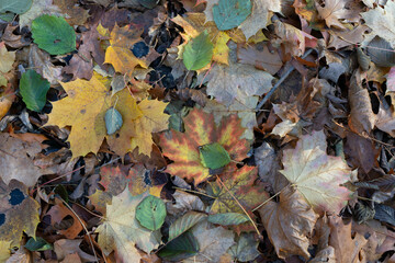 Fototapeta premium A forest floor blanketed with fallen maple leaves, creating a rich, colorful autumn landscape.