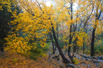 Early Winter Scenery at the North Foot of Wanshou Mountain in Summer Palace