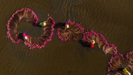 Harvesting water lilies in the floating season on Moc Hoa field, Long An.	