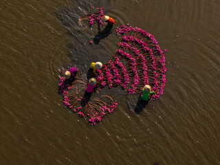 Harvesting water lilies in the floating season on Moc Hoa field, Long An.	
