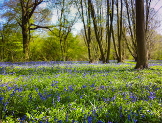 A vintage photo of bluebells in a wood