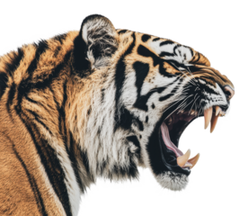 Majestic tiger roaring in fierce display, cut out - stock png.