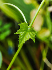 Fresh green young leaves on blurred background
