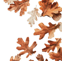 Autumn leaves scattered on a plain background, cut out - stock png.