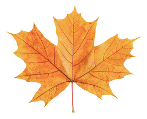 Obraz premium Bright autumn maple leaf resting on a flat surface, cut out - stock png.