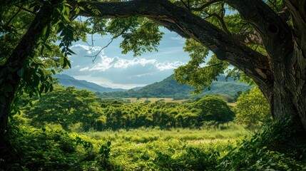 lush green trees that provide a frame for the green mountain views