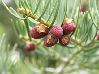 Closeup of Concolor fir seeds in early spring, Colorado