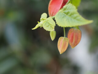 チロリアンランプの花とコピースペース