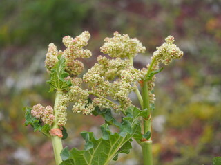 ルバーブの花の生態写真