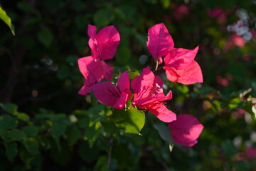 purple Blooming purple flower, bougainvillea glabra	
