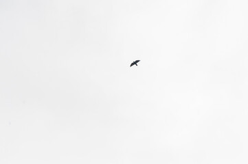 Silhouette of a lone bird soaring against a white sky