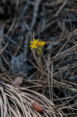 A small yellow wildflower growing amidst dry pine needles on the forest floor