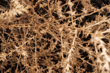 Close-up of intricate, dried thorny branches in a desert-like setting