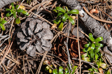 Close-up of a pinecone, twigs, and green plants on a forest floor