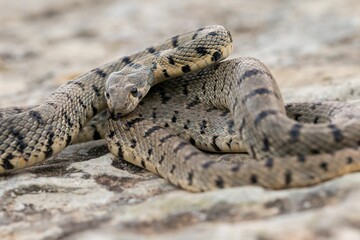 Fototapeta premium An Algerian Whip Snake, Hemorrhois algirus, found on the Island of Malta, there known as Serp Ahdar