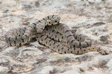 An Algerian Whip Snake, Hemorrhois algirus, found on the Island of Malta, there known as Serp Ahdar