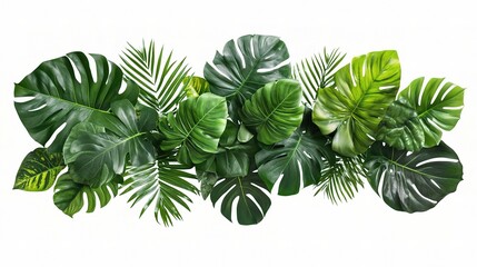 Tropical Green Leaves Arrangement on White Background for Design