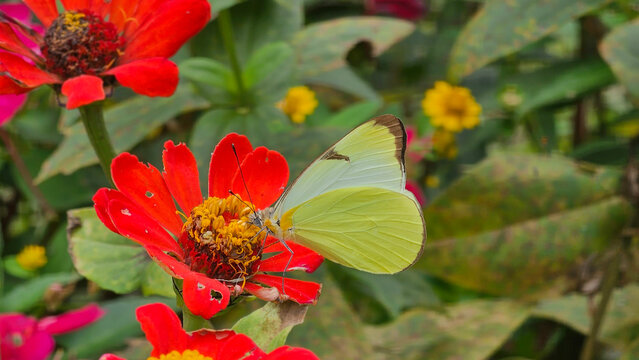 Beautiful yellow butterfly Appias drusilla feeding on a vibrant orange flower