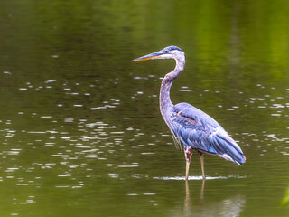 A great blue heron standing in a river with  colour reflection in the water on an early morning in September