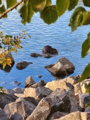 Beaver in the water
