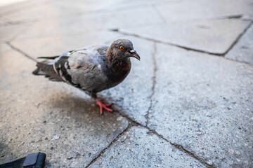 Close-Up Image of a Curious Grey Pigeon Standing on Cobblestone Street in Venice, Emphasizing Urban Wildlife and City Life