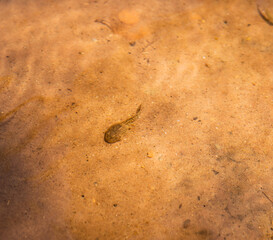 Tadpole in shallow streambed water
