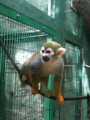 可愛いコモンリスザル