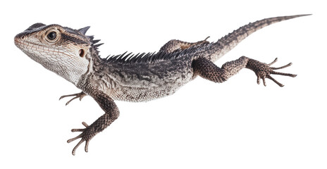 Obraz premium Lizard in mid-air showcasing unique features, cut out - stock png.