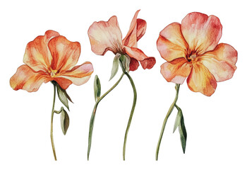 Delicate orange flowers in watercolor, cut out - stock png.