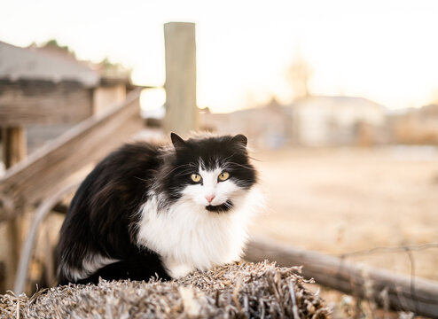 Black and white cat perched on hay bale in farmyard 