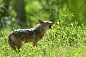 wild coyote in the grass, Coyote, female
