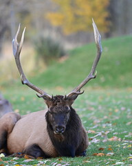 Elk in the Woods, Canada, Banff, Rockies, Male