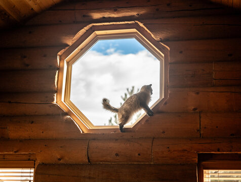 A Siamese cat standing on a wooden windowsill with an octagonal window in a rustic cabin, looking outside at the bright sky