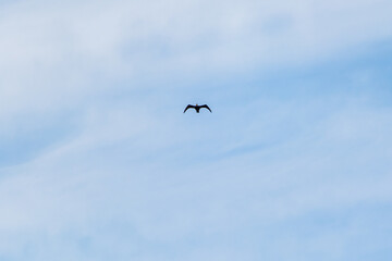 空を飛ぶ黒い鳥
