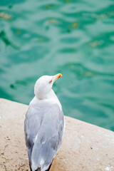 Seagull Enjoying a Serene View by the Venetian Waterside With Turquoise Background