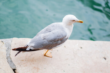 Close-Up of a Seagull Standing on a Stone by the Water in Venice