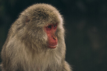 Retrato close up de mono en Arashiyama Kyoto
