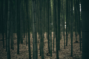 Obraz premium Bosque de Bambu en Arashiyama, Kyoto