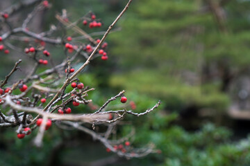 Arbor en templo japonés