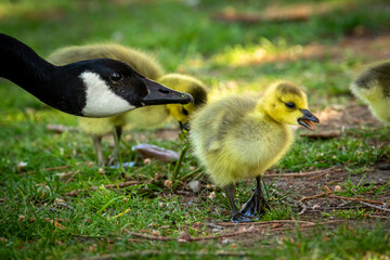 Canadian Goose Mom and Gosling
