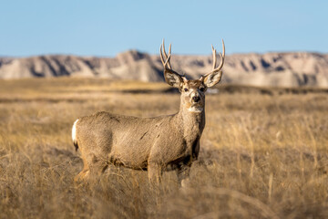 Large Buck in the Badlands of South Dakota