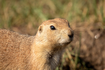 Portrait of a Black Tailed Prairie Dog