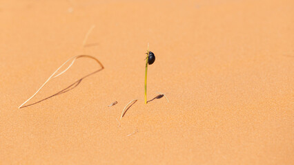 Beetle on Blade of Grass in Pink Sand Dunes Park Utah Nature Landscape