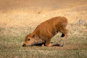 Fototapeta premium Bison Calf Settling to the Ground