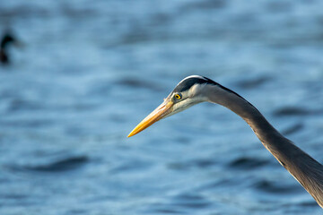 Portrait of a Great Blue Heron