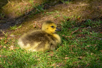 Single Canadian Goose Gosling Sitting on Grass