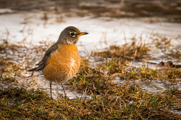 Early Spring Robin on Snowy Grass